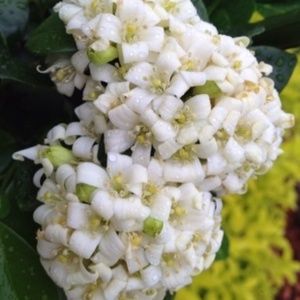 Meet your Posher, Jinny